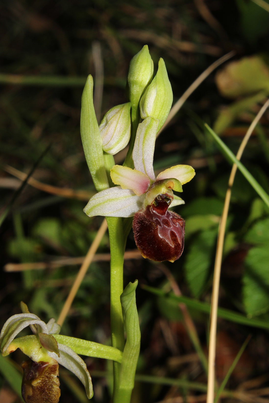 Ophrys arachnitiformis a confronto